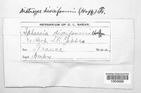Image of Diatrype disciformis